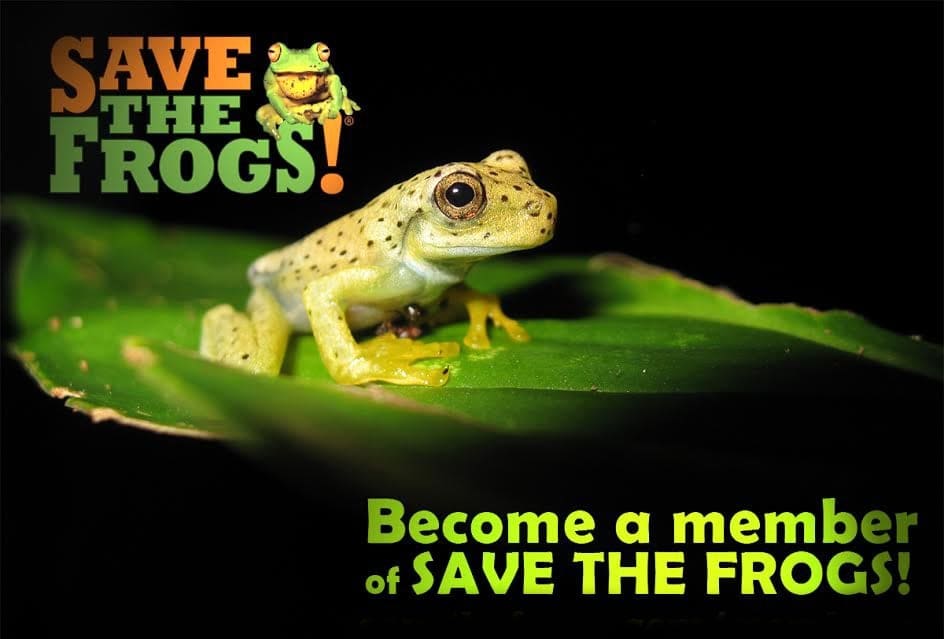 A spotted gladiator frog on a green leaf, with the words Become a member of SAVE THE FROGS!