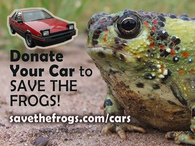 A toad on sandy ground beside a red car, with the words Donate Your Car to SAVE THE FROGS! and savethefrogs.com/cars