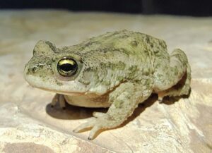 Pakistan Save The Frogs Day 2024 Punjab PMAS Arid University Ahmed Junaid Collection Seminar Day