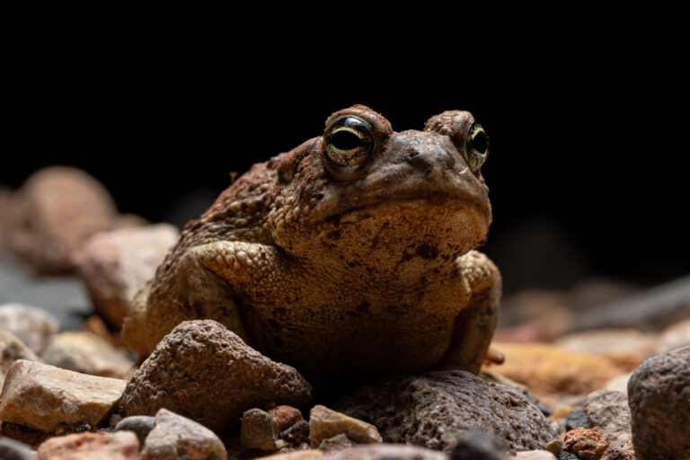 Keaton Wood, United States — 2025 SAVE THE FROGS! Photo Contest