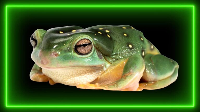 Green treefrog