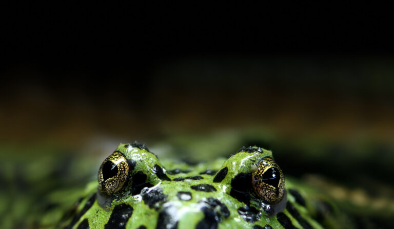 Frog eyes at water level