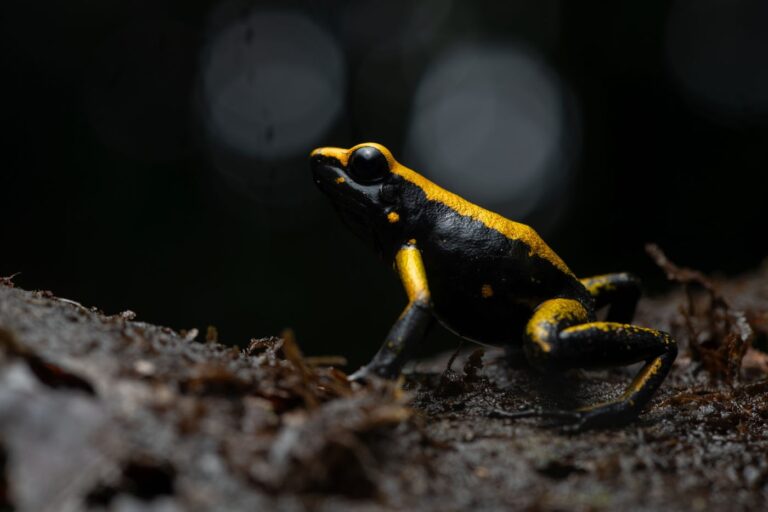 Cristian F. Castro Morales, Colombia — 2025 SAVE THE FROGS! Photo Contest