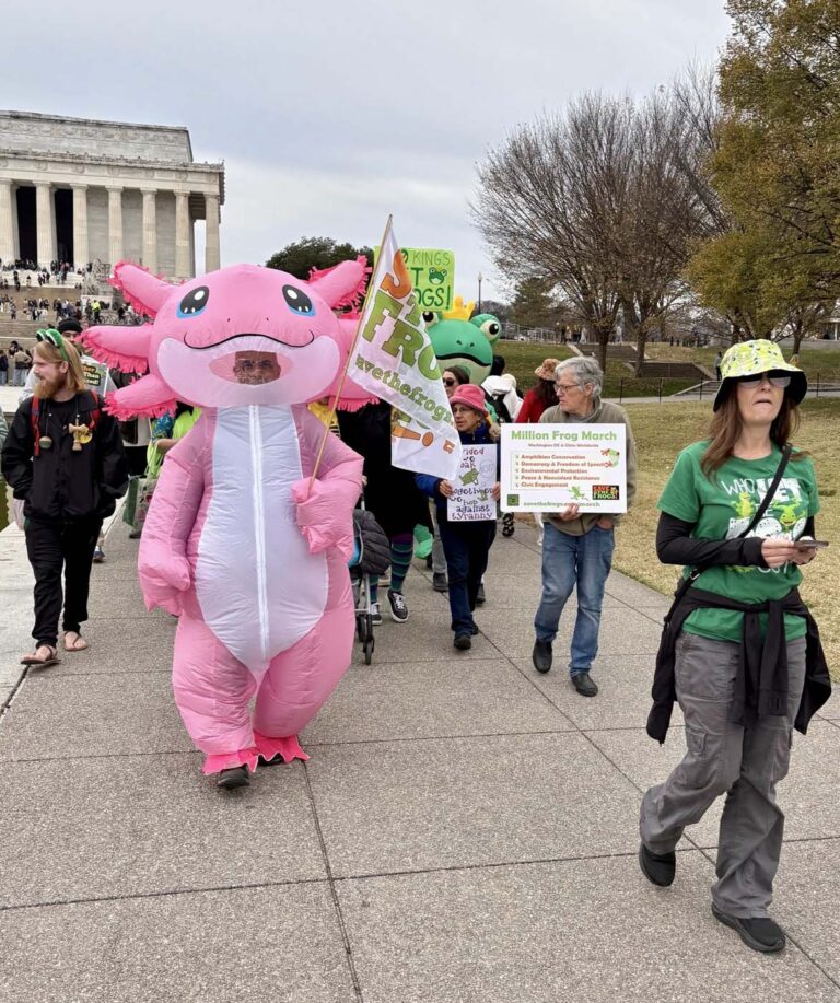 Million Frog March - Washington DC - 2025-11-15 - 63