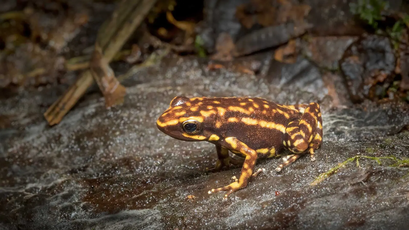 A Darwin Wallace Poison Dart Frog (Epipedobates espinosai) taken by Melvin Grey during the 2017 SAVE THE FROGS! Ecuador Ecotour.