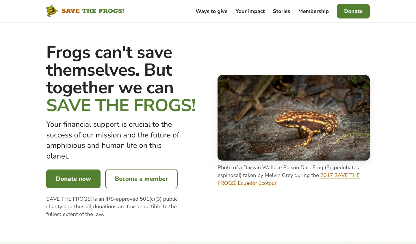 Screenshot of the SAVE THE FROGS! Ways To Give page — a white ground with the headline “Frogs can’t save themselves. But together we can SAVE THE FROGS!”, the last phrase in deep green, a green Donate now button beside an outlined Become a member button, and a photograph of a gold and brown Darwin Wallace poison dart frog on wet rock to the right