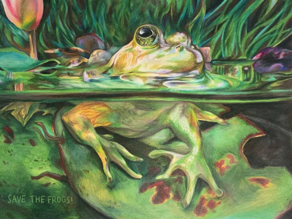 Helen-Peng-USA-2024-save-the-frogs-art-contest-4th-Place