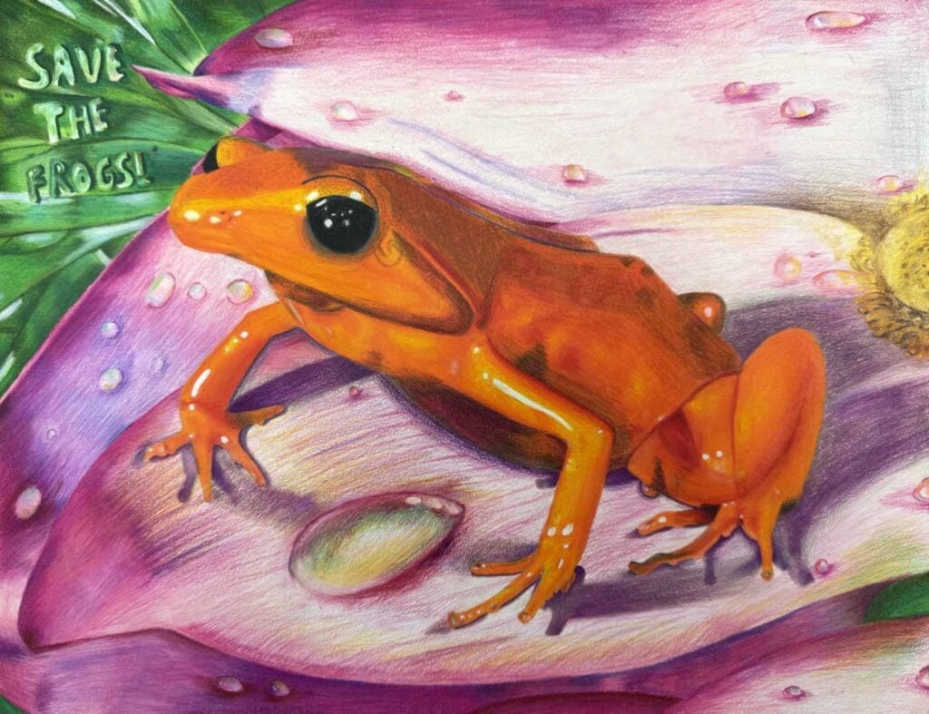 Bella-Tan-USA-2024-save-the-frogs-art-contest-semi-finalist