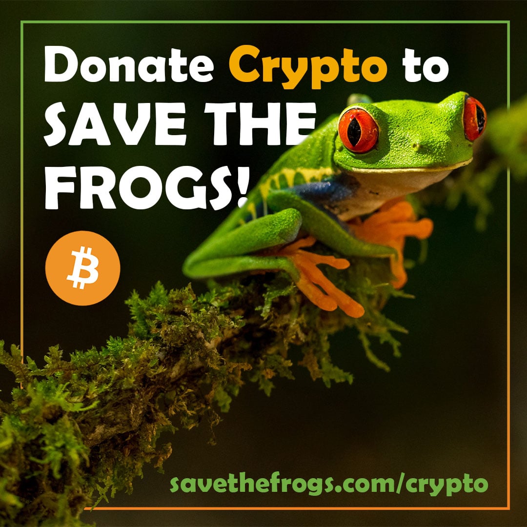 Bitcoin Donations Cryptocurrency Ethereum Frogs