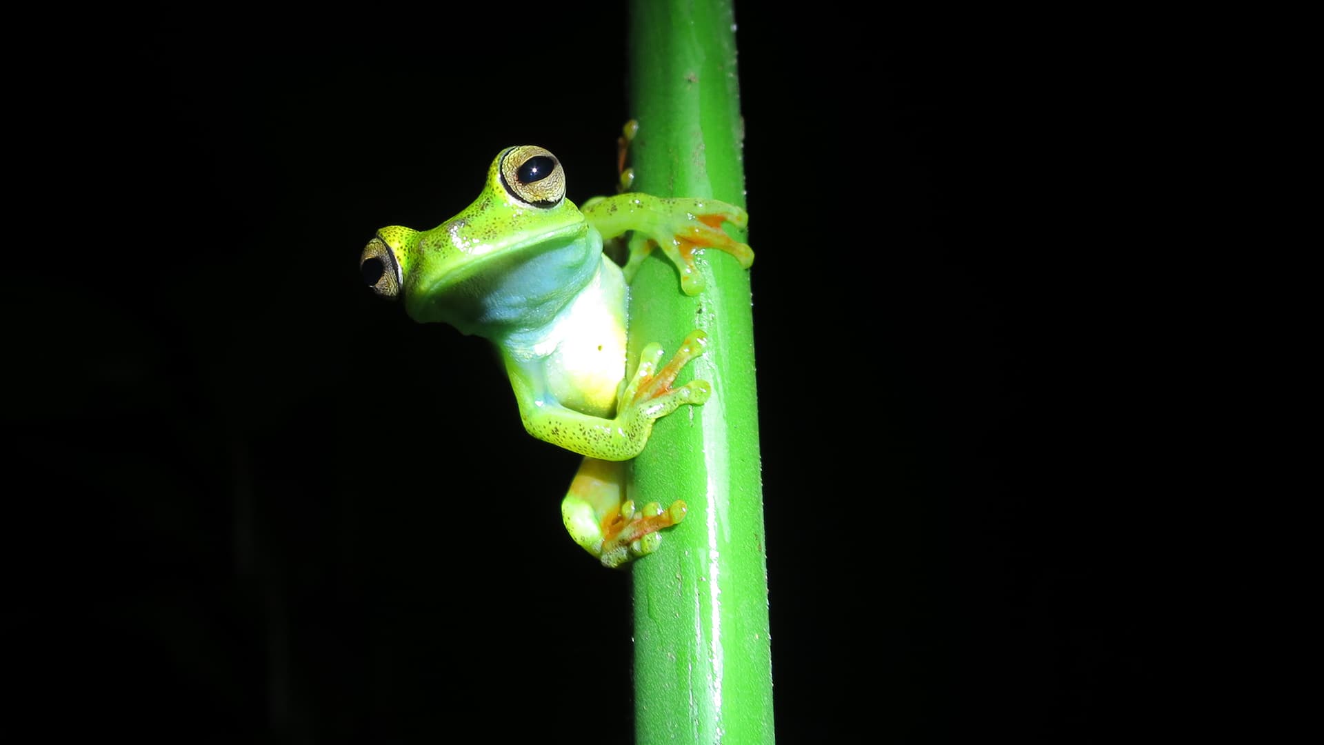 Photo of Hypsiboas rufitela by Kerry Kriger, Kekoldi Reserve in Costa Rica