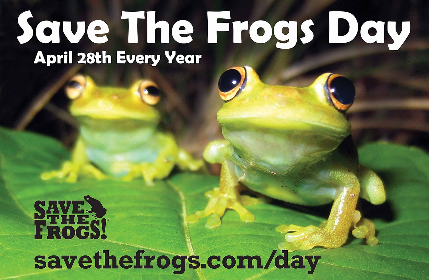 Icon - Save The Frogs Day - April 28th Every Year