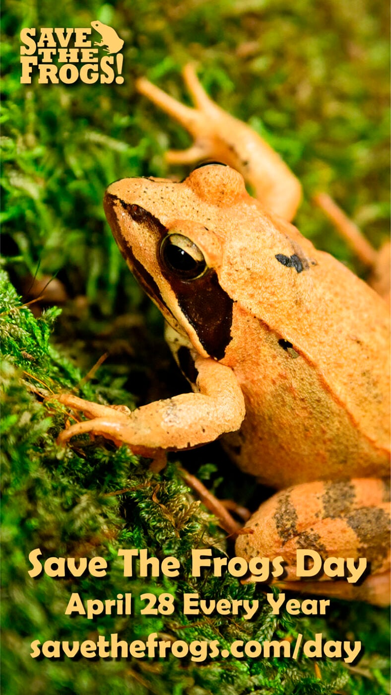 Icons - Save The Frogs Day - 2023 - Amy Liu