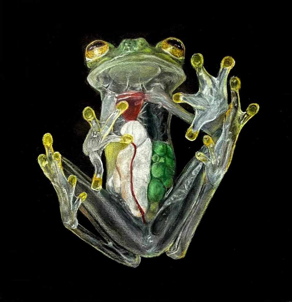 Lara-Kandadai-USA-2024-save-the-frogs-art-contest-finalist