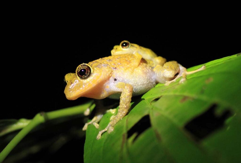 Nadia-Obando-Ecuador-2024-save-the-frogs-photo-contest-5