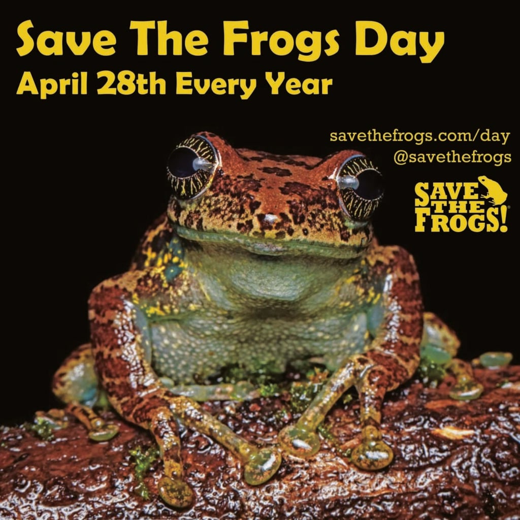 Save The Frogs Day - April 28th Every Year - Icon by Eve Ruedisueli