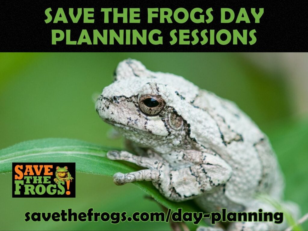 Save The Frogs Day Planning Sessions