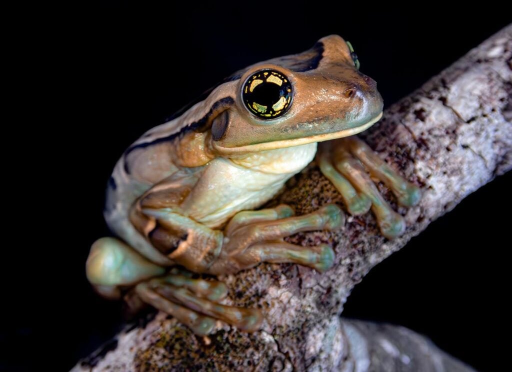 Shannon-Buttimer-USA-2024-save-the-frogs-photo-contest-3-Brazil-Trachycephaus-imitatrix-1400
