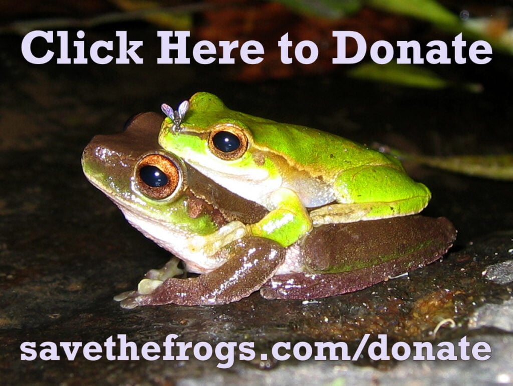 icon-donate-click-here-litoria-pearsoniana photo kerry kriger 
