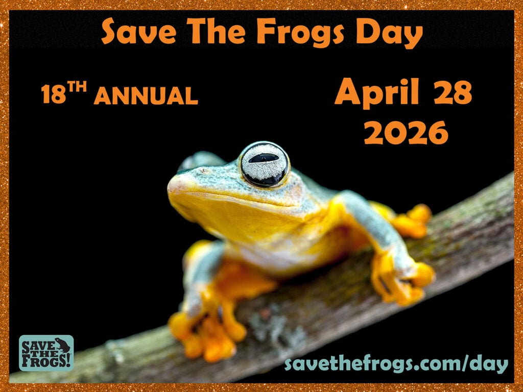 Save The Frogs Day 2026 Icon Blue Flying Frog