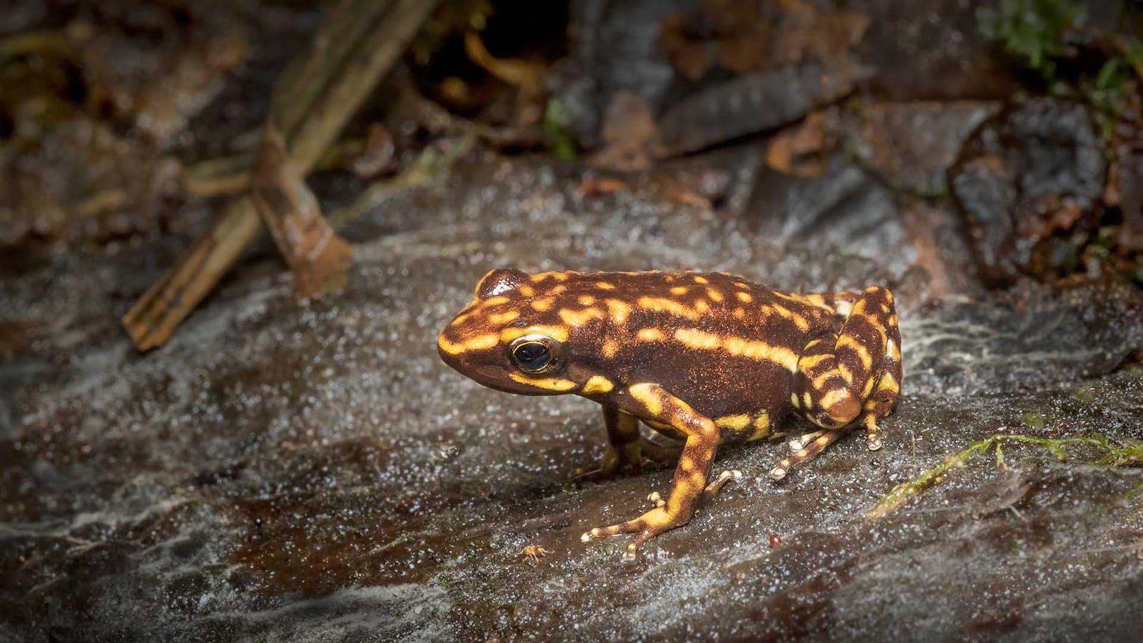 A Darwin Wallace Poison Dart Frog (Epipedobates espinosai) taken by Melvin Grey during the 2017 SAVE THE FROGS! Ecuador Ecotour.