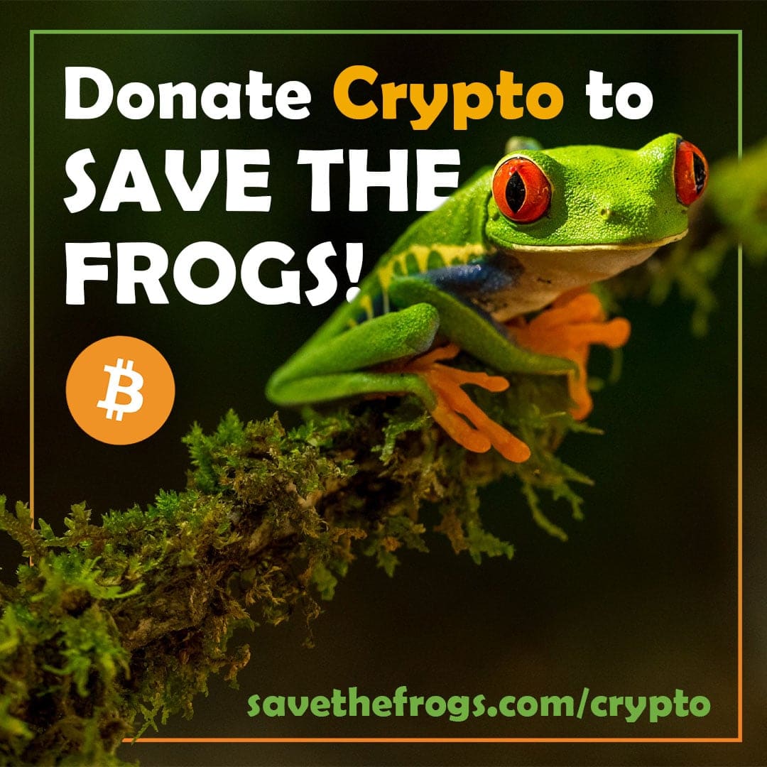 A red-eyed tree frog on a mossy branch beside a Bitcoin symbol, with the words Donate Crypto to SAVE THE FROGS!